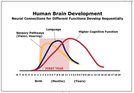 Human Brain Development (Nelson cited in Shonkoff & Phillips, 2000). 